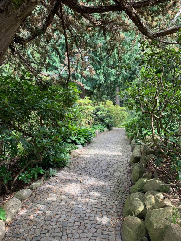 A path overhanging with trees in the Botanical Gardens
