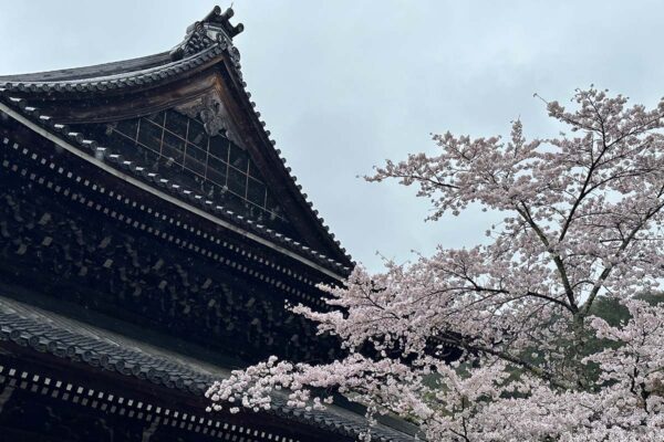 Pink Cherry Blossom tree in front of a temple